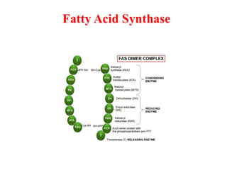 lipogenesis and fatty acid synthesis 2025.pdf