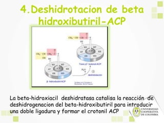 lipogenesiss.ppt