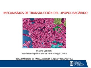 MECANISMOS DE TRANSDUCCIÓN DEL LIPOPOLISACÁRIDO




                          Paulina Gálvez P.
           Residente de primer año de Farmacología Clínica

      DEPARTAMENTO DE FARMACOLOGÍA CLÍNICA Y TERAPÉUTICA
 