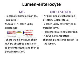 Lumen-enterocyte
TAG
-Pancreatic lipase acts on TAG
in micelle--
MAG & FFA- taken up by
enterocyte
-Short chain& medium chain
FFA are absorbed directly in
to the enterocytes and then to
portal circulation.
CHOLESTEROL
-NPC1L1mediatesabsorption
of intest. C,plant sterol.
-C taken up by enterocytes in
micellar form.
-Plant sterols are notabsorbed.
-ABCG5&8 transporters -
channel plant sterol back in to
the lumen.
 