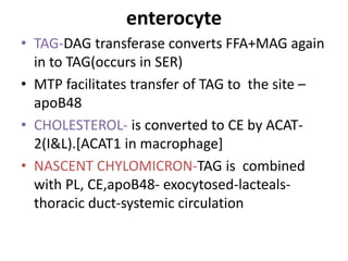 enterocyte
• TAG-DAG transferase converts FFA+MAG again
in to TAG(occurs in SER)
• MTP facilitates transfer of TAG to the site –
apoB48
• CHOLESTEROL- is converted to CE by ACAT-
2(I&L).[ACAT1 in macrophage]
• NASCENT CHYLOMICRON-TAG is combined
with PL, CE,apoB48- exocytosed-lacteals-
thoracic duct-systemic circulation
 
