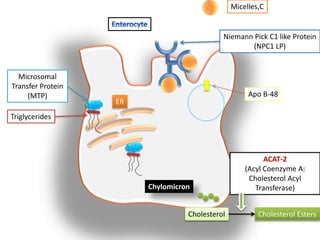 Micelles,C
Niemann Pick C1 like Protein
(NPC1 LP)
Triglycerides
Microsomal
Transfer Protein
(MTP)
ER
Apo B-48
Chylomicron
Cholesterol Cholesterol Esters
ACAT-2
(Acyl Coenzyme A:
Cholesterol Acyl
Transferase)
 