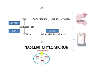 DIET
TAG, CHOLESTEROL , FAT SOL. VITAMIN
FA+GLYCEROL
TAG + CE + APO B48,A1 + PL
NASCENT CHYLOMICRON
ACAT2DAG
LIPASE
 