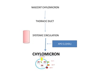 NASCENT CHYLOMICRON
THORACIC DUCT
SYSTEMIC CIRCULATION
APO E,C(HDL)
CHYLOMICRON
Apo-A
 