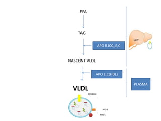 FFA
TAG
NASCENT VLDL
APO B100,,E,C
VLDL
APO E,C(HDL)
LIVER
PLASMA
APOB100
APO-E
APO-C
 