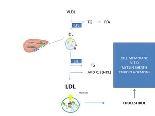 VLDL
IDL
TG FFA
LPL
LPL
LDL
TG
APO C,E(HDL)
APO-B100
CHOLESTEROL
CELL MEMBRANE
VIT D
MYELIN SHEATH
STEROID HORMONE
 