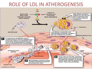 ROLE OF LDL IN ATHEROGENESIS
 