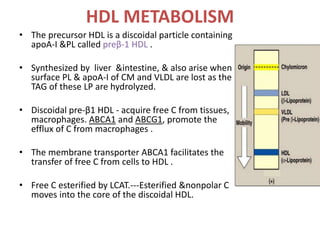 HDL METABOLISM
• The precursor HDL is a discoidal particle containing
apoA-I &PL called preβ-1 HDL .
• Synthesized by liver &intestine, & also arise when
surface PL & apoA-I of CM and VLDL are lost as the
TAG of these LP are hydrolyzed.
• Discoidal pre-β1 HDL - acquire free C from tissues,
macrophages. ABCA1 and ABCG1, promote the
efflux of C from macrophages .
• The membrane transporter ABCA1 facilitates the
transfer of free C from cells to HDL .
• Free C esterified by LCAT.---Esterified &nonpolar C
moves into the core of the discoidal HDL.
 