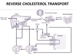 REVERSE CHOLESTEROL TRANSPORT
 