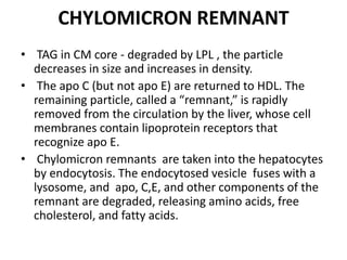 CHYLOMICRON REMNANT
• TAG in CM core - degraded by LPL , the particle
decreases in size and increases in density.
• The apo C (but not apo E) are returned to HDL. The
remaining particle, called a “remnant,” is rapidly
removed from the circulation by the liver, whose cell
membranes contain lipoprotein receptors that
recognize apo E.
• Chylomicron remnants are taken into the hepatocytes
by endocytosis. The endocytosed vesicle fuses with a
lysosome, and apo, C,E, and other components of the
remnant are degraded, releasing amino acids, free
cholesterol, and fatty acids.
 