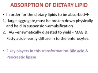 ABSORPTION OF DIETARY LIPID
• In order for the dietary lipids to be absorbed
1. large aggregate,must be broken down physically
and held in suspension-emulsification
2. TAG –enzymatically digested to yield - MAG &
Fatty acids- easily diffuse in to the enterocytes.
• 2 key players in this transformation-Bile acid &
Pancreatic lipase
 