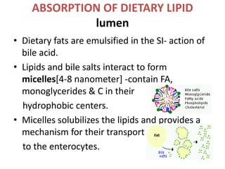 ABSORPTION OF DIETARY LIPID
lumen
• Dietary fats are emulsified in the SI- action of
bile acid.
• Lipids and bile salts interact to form
micelles[4-8 nanometer] -contain FA,
monoglycerides & C in their
hydrophobic centers.
• Micelles solubilizes the lipids and provides a
mechanism for their transport
to the enterocytes.
 