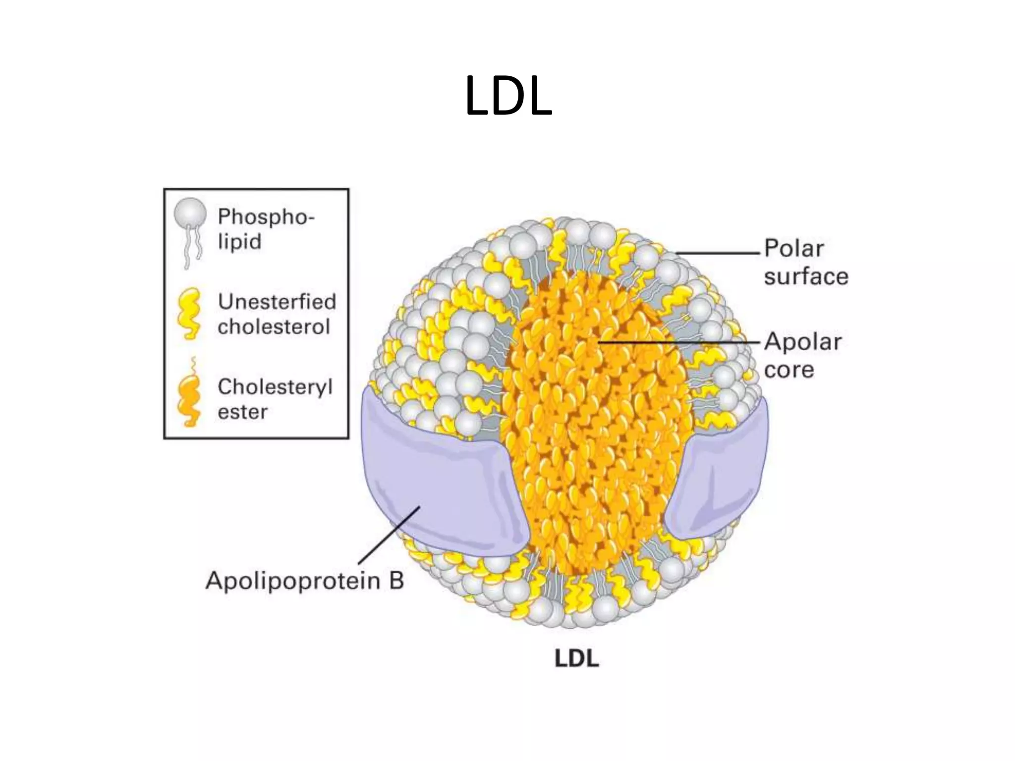 LDL
 
