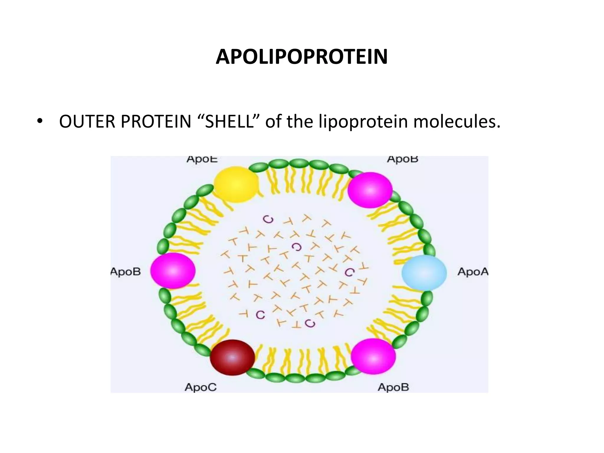 APOLIPOPROTEIN
• OUTER PROTEIN “SHELL” of the lipoprotein molecules.
 