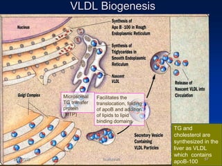 Lipoprotein18 | PPTX