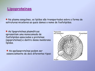 Lipoproteínas No plasma sanguíneo, os lipídos são transportados sobre a forma de estruturas micelares as quais damos o nome de fosfolipídos.  As lipoproteínas plasmáticas apresentam uma monocamada de fosfolipídos associados a proteínas (apoproteínas) e dentro dessa membrana lipídos. As apolipoproteínas podem ser essencialmente de dois diferentes tipos:  
