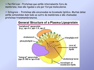  Periféricas – Proteínas que estão inteiramente fora da membrana, mas são ligadas a ela por forças moleculares. Integrais -  Proteínas são encaixadas na bicamada lipídica. Muitas delas estão estendidas dum lado ao outro da membrana e são chamadas proteínas transmembranares. 