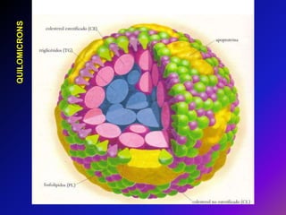 Quando a dieta contem mais ácidos gordos (e hidratos de carbono) do que os imediatamente necessários para combustível, estes são convertidos em triglicéridos no fígado e empacotados com apolipoproteinas especificas em… VLDL (very low density lipoproteins) Cerca de 50% triglicéridos e 20% colesterolTRANSPORTAM TRIGLICÉRIDOS DO FÍGADO, onde são produzidos, para os restantes TECIDOS  As apolipoproteinas das VLDL são a apoB-100, apoC-I, apoC-III e apoE No musculo e tecido adiposo a activação da lipoproteína lipase pela apoC-II promove a libertação dos ácidos gordos contidos nos triglicéridos.
