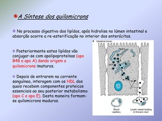 O metabolismo das quilomicras Os quilomicrons maduros apenas permanecem na corrente sanguínea por 1 ou 2 horas (após ingestão de alimentos que rica em lipídos) sendo que, apartir desse tempo dão origem a quilomicrons remanescentes. Esta transformação implica a presença de uma enzima, a lipáse de lipoproteínas, que esta presente na membrana externa dos tecidos extra-hepaticos degradando o interior, rico em triglicérois, das quilomicras. Quilomicrons apresentam na sua membrana um cofactor essencial à actividade desta enzima a  apo CIIQuilomicrons remanescentes contém uma apolipoproteína na sua membrana, a apo E que é reconhecida pelo fígado permitindo a entrada por endocitose 