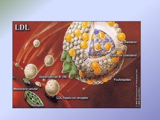 A Síntese e metabolismo das VLDL e IDL A síntese de VLDL é feita nos hepatócitos com o intuito de transportar para a corrente sanguínea os triglicerois que ai se formam.   Existem muitas semelhanças entre os processos de formação das quilomicras nas células do intestino e do VLDL no fígado talvez porque , à excepção da glândula mamaria, estes são os únicos órgãos que segregam lipídos particulados.  Tal como  os quilimicrons as VLDL apresentam as apolipoproteínas apo CI e apo CII e sofrem a ação da lipase das lipoproteinas.