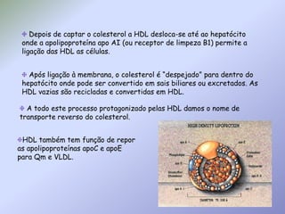  Depois de captar o colesterol a HDL desloca-se até ao hepatócito onde a apolipoproteína apo AI (ou receptor de limpeza B1) permite a ligação das HDL as células. Após ligação à membrana, o colesterol é “despejado” para dentro do hepatócito onde pode ser convertido em sais biliares ou excretados. As HDL vazias são recicladas e convertidas em HDL.  A todo este processo protagonizado pelas HDL damos o nome de transporte reverso do colesterol.HDL também tem função de repor as apolipoproteínas apoC e apoE para Qm e VLDL.  