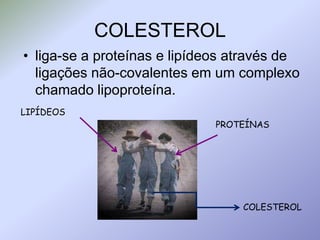 COLESTEROLliga-se a proteínas e lipídeos através de ligações não-covalentes em um complexo chamado lipoproteína.LIPÍDEOSPROTEÍNASCOLESTEROL