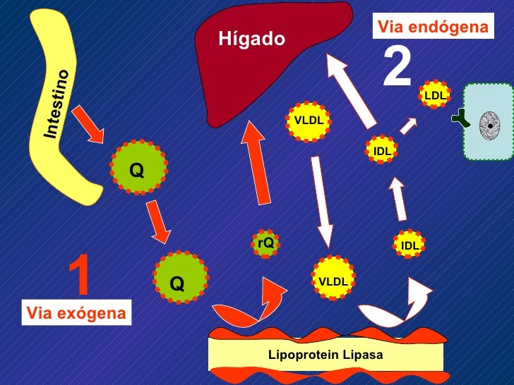 Lipoproteinas Y Disl