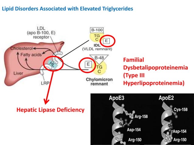 Disorders of Lipoprotein Metabolism | PPTX | Endocrine and Metabolic ...
