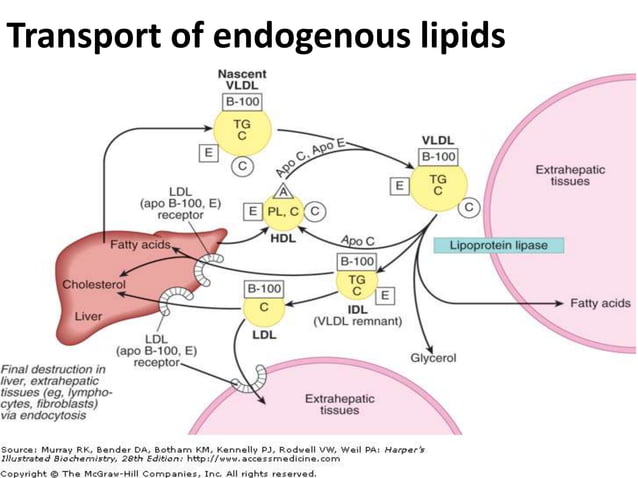 Disorders of Lipoprotein Metabolism | PPTX | Endocrine and Metabolic ...