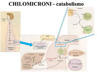 CCHHIILLOOMMIICCRROONNII -- ccaattaabboolliissmmoo 
 