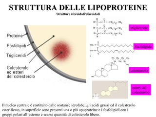 SSTTRRUUTTTTUURRAA DDEELLLLEE LLIIPPOOPPRROOTTEEIINNEE 
SSttrruuttttuurree ssffeerrooiiddaallii//ddiissccooiiddaallii 
trigliceride 
fosfolipide 
colesterolo 
esteri del 
colesterolo 
Il nucleo centrale è costituito dalle sostanze idrofobe, gli acidi grassi ed il colesterolo 
esterificato, in superficie sono presenti una o più apoproteine e i fosfolipidi con i 
gruppi polari all’esterno e scarse quantità di colesterolo libero. 
 
