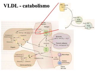 VVLLDDLL -- ccaattaabboolliissmmoo 
 
