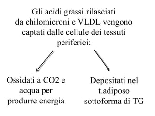 Gli acidi grassi rilasciati 
da chilomicroni e VLDL vengono 
captati dalle cellule dei tessuti 
periferici: 
Ossidati a CO2 e 
acqua per 
produrre energia 
Depositati nel 
t.adiposo 
sottoforma di TG 
 