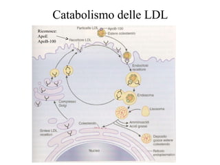 Catabolismo delle LDL 
Riconosce: 
ApoE 
ApoB-100 
 