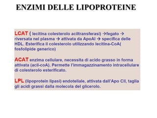 EENNZZIIMMII DDEELLLLEE LLIIPPOOPPRROOTTEEIINNEE 
 