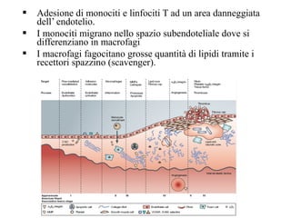  Adesione di monociti e linfociti T ad un area danneggiata 
dell’ endotelio. 
 I monociti migrano nello spazio subendoteliale dove si 
differenziano in macrofagi 
 I macrofagi fagocitano grosse quantità di lipidi tramite i 
recettori spazzino (scavenger). 
 