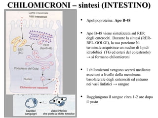 CCHHIILLOOMMIICCRROONNII –– ssiinntteessii ((IINNTTEESSTTIINNOO)) 
 Apolipoproteina: Apo B-48 
 Apo B-48 viene sintetizzata sul RER 
degli enterociti. Durante la sintesi (RER-REL- 
GOLGI), la sua porzione N-terminale 
acquisisce un nucleo di lipidi 
idrofobici (TG ed esteri del colesterolo) 
→ si formano chilomicroni 
 I chilomicroni vengono secreti mediante 
esocitosi a livello della membrana 
basolaterale degli enterociti ed entrano 
nei vasi linfatici → sangue 
 Raggiungono il sangue circa 1-2 ore dopo 
il pasto 
 
