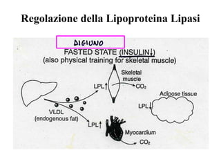 Regolazione della Lipoproteina Lipasi 
 