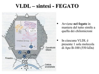 VVLLDDLL –– ssiinntteessii -- FFEEGGAATTOO 
 Avviene nel fegato in 
maniera del tutto simile a 
quella dei chilomicroni 
 In ciascuna VLDL è 
presente 1 sola molecola 
di Apo B-100 (550 kDa) 
ApoB-100 
 