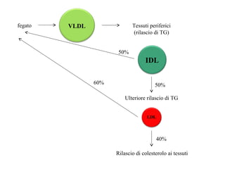 fegato Tessuti periferici 
VLDL 
(rilascio di TG) 
IDL 
Ulteriore rilascio di TG 
LDL 
50% 
60% 50% 
40% 
Rilascio di colesterolo ai tessuti 
 
