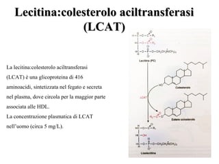 Lecitina:ccoolleesstteerroolloo aacciillttrraannssffeerraassii 
((LLCCAATT)) 
La lecitina:colesterolo aciltransferasi 
(LCAT) è una glicoproteina di 416 
aminoacidi, sintetizzata nel fegato e secreta 
nel plasma, dove circola per la maggior parte 
associata alle HDL. 
La concentrazione plasmatica di LCAT 
nell’uomo (circa 5 mg/L). 
 