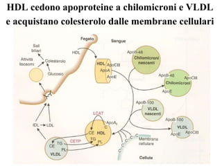 HDL cedono apoproteine a chilomicroni e VLDL 
e acquistano colesterolo dalle membrane cellulari 
 