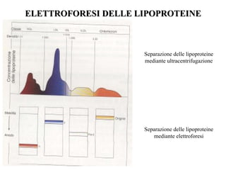 ELETTROFORESI DELLE LIPOPROTEINE



                     Separazione delle lipoproteine
                     mediante ultracentrifugazione




                     Separazione delle lipoproteine
                        mediante elettroforesi
 