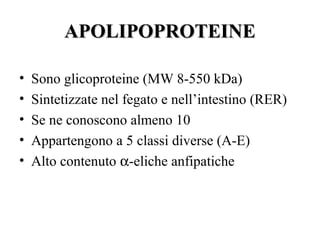 APOLIPOPROTEINE

•   Sono glicoproteine (MW 8-550 kDa)
•   Sintetizzate nel fegato e nell’intestino (RER)
•   Se ne conoscono almeno 10
•   Appartengono a 5 classi diverse (A-E)
•   Alto contenuto α-eliche anfipatiche
 