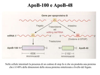 ApoB-100 e ApoB-48




Nelle cellule intestinali la presenza di un codone di stop fa sì che sia prodotta una proteina
    che è il 48% delle dimensioni della stessa proteina sintetizzata a livello del fegato.
 