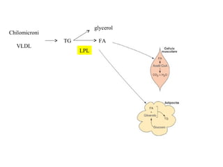 glycerol
Chilomicroni
               TG          FA
   VLDL
                    LPL
 