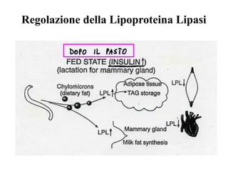 Regolazione della Lipoproteina Lipasi
 