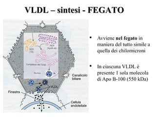 VLDL – sintesi - FEGATO


                 Avviene nel fegato in
                  maniera del tutto simile a
                  quella dei chilomicroni

                 In ciascuna VLDL è
                  presente 1 sola molecola
                  di Apo B-100 (550 kDa)
 