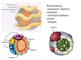 Parte proteica:
-mantenere i lipidi in
soluzione
-Attivatore/inibitore
enzimi
-antigeni

   protein
 