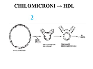 CHILOMICRONI → HDL

    2
 